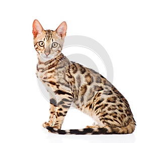 Portrait of a purebred bengal cat. isolated on white background