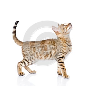 Portrait of a purebred Bengal cat in profile. looking up. isolated