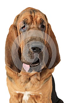 Portrait of purebred Bloodhound dog