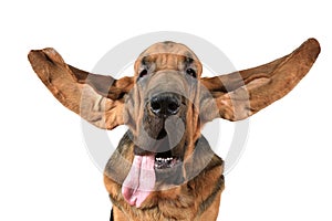 Portrait of purebred Bloodhound dog photo