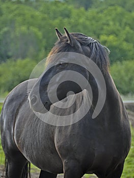 Portrait of Purebred Canadian Horse