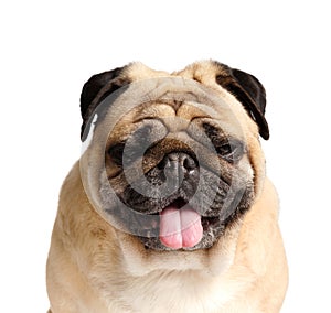 Portrait of a purebred cute pug with his tongue hanging out on a white background