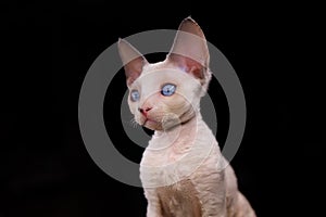 portrait of a purebred Devon Rex kitten A on a black background