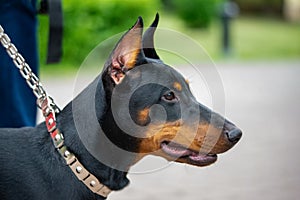 Portrait of a purebred doberman dog on a leash