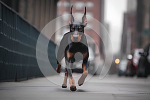 Portrait of a purebred doberman dog running on the street