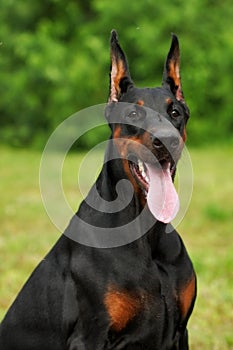 Portrait of purebred doberman pinscher