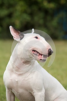 Portrait of a purebred dog Bull Terrier