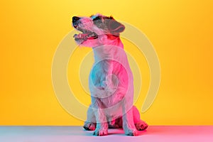 Portrait of purebred dog, Jack Russell Terrier isolated over gradient yellow background in neon light.