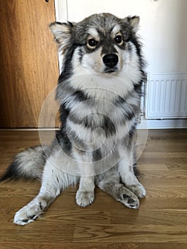 Portrait of a purebred Finnish Lapphund dog