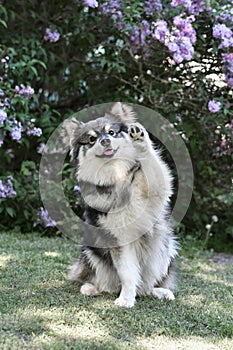 Portrait of a purebred Finnish Lapphund dog