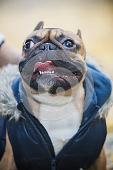 Portrait of purebred french bulldog. Cute dog in overalls