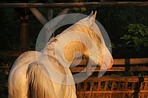 Ritratto di razza grigio Arabo stallone. dettagliato da giovane di razza un cavallo. di razza giovane Arabo un cavallo in posa sul 