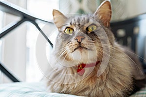 portrait purebred gray cat with red heart pendant