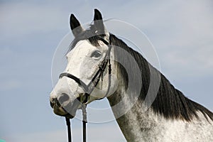 Portrait of a purebred gray horse rural scene