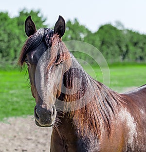 Portrait of a purebred Hanoverian dark bay horse