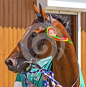 Portrait of a purebred horse