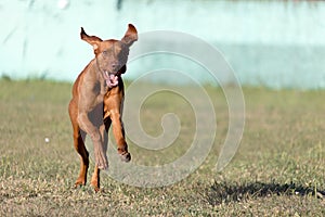 Portrait of a purebred Hungarian Vizsla dog in nature. Beautiful Magyar Vizsla golden rust color on walking. Beautiful Hungarian