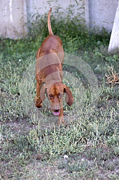 Portrait of a purebred Hungarian Vizsla dog in nature. Beautiful Magyar Vizsla golden rust color on walking. Beautiful Hungarian