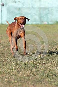 Portrait of a purebred Hungarian Vizsla dog in nature. Beautiful Magyar Vizsla golden rust color on walking. Beautiful Hungarian