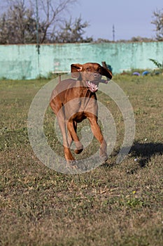 Portrait of a purebred Hungarian Vizsla dog in nature. Beautiful Magyar Vizsla golden rust color on walking. Beautiful Hungarian