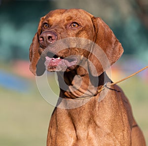 Portrait of a purebred Hungarian Vizsla dog in nature. Beautiful Magyar Vizsla golden rust color on walking. Beautiful Hungarian