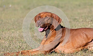 Portrait of a purebred Hungarian Vizsla dog in nature. Beautiful Magyar Vizsla golden rust color on walking. Beautiful Hungarian