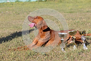 Portrait of a purebred Hungarian Vizsla dog in nature. Beautiful Magyar Vizsla golden rust color on walking. Beautiful Hungarian