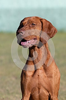 Portrait of a purebred Hungarian Vizsla dog in nature. Beautiful Magyar Vizsla golden rust color on walking. Beautiful Hungarian