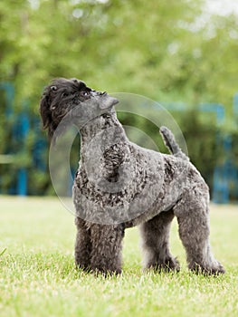 Portrait of purebred Kerry Blue Terrier dog