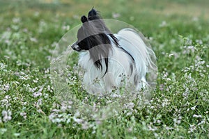 Portrait of a purebred Papillon dog in the grass