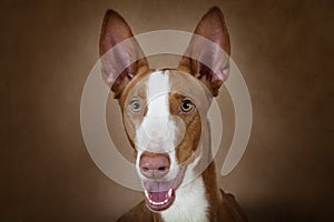 Portrait of purebred Podenco ibicenco dog