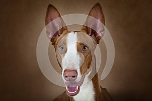 Portrait of purebred Podenco ibicenco dog photo
