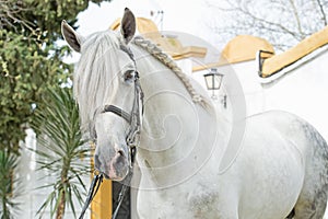 Portrait of purebred PRE stallion in dressage bridle. Andalusia. Spain