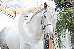 Portrait of purebred PRE stallion in dressage bridle. Andalusia. Spain