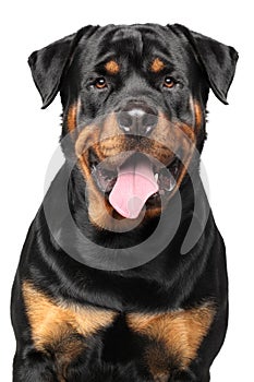 Portrait of a purebred rottweiler