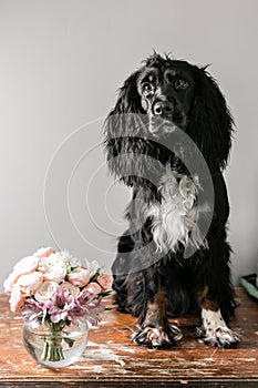 Portrait of a purebred russian spaniel in a studio. Black dog. Pink roses