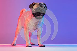 Portrait of purebred small cute pug-dog  over gradient purple pink background in neon light.