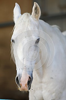 Portrait of a purebred white Arabian horse on black background.