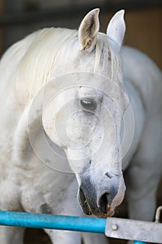 Portrait of a purebred white Arabian horse on black background.