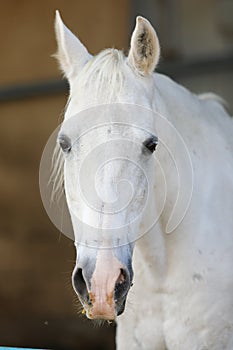 Portrait of a purebred white Arabian horse on black background.