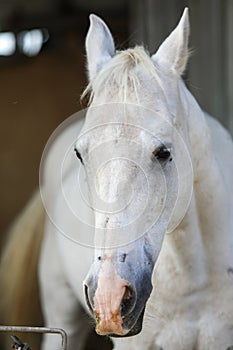 Portrait of a purebred white Arabian horse on black background.