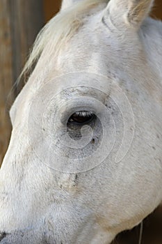 Portrait of a purebred white Arabian horse on black background.