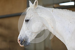 Portrait of a purebred white Arabian horse on black background.