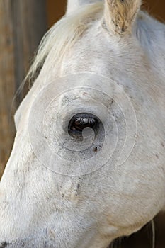 Portrait of a purebred white Arabian horse on black background.