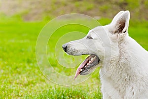 Portrait Purebred White Swiss Shepherd in profile on green grass