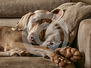 Portrait of purebreed weimaraner and isolated dog