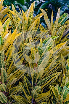 portrait of a puring ornamental plant that has yellow leaves, a combination of green and unique
