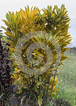 portrait of a puring ornamental plant that has yellow leaves, a combination of green and unique