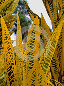portrait of puring ornamental plant which is bright yellow and beautiful