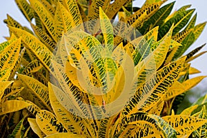 portrait of puring ornamental plant which is yellow with green pattern, this plant is usually used for hedges